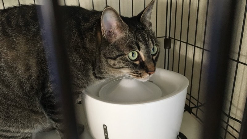 白い循環式給水機から水を飲むキジトラの成猫