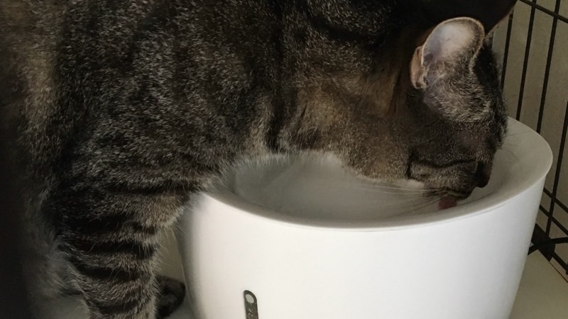 循環式給水機の水面を舌で舐めて飲むキジトラの成猫のアップ