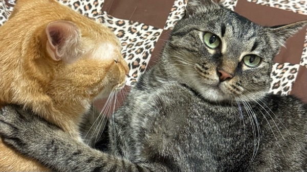 寄り添う2匹の猫(茶系とキジトラ)がくっついてくつろぐ様子