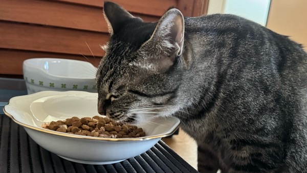 浅い皿のドライフードを食べるキジトラの成猫