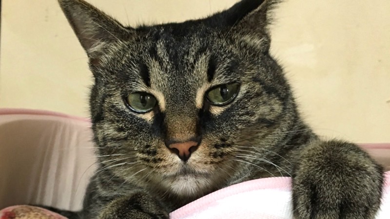 同居猫ソラの様子を気にして見つめるリク(関心・警戒のサイン)