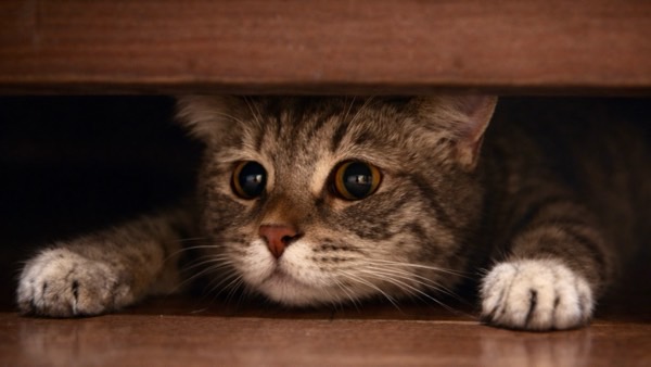 家具の下から顔を出し警戒した様子で周囲を観察するキジ猫