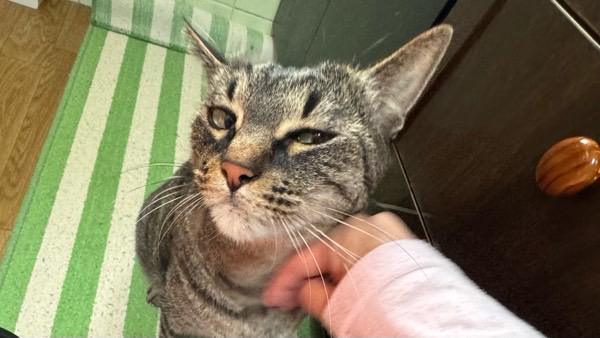手の甲の匂いチェックをした流れで頬を撫でられる猫