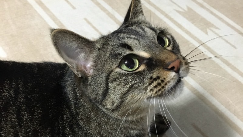 腰をトントンされて気持ちよさそうな、ご機嫌のリク(嬉しい表情)