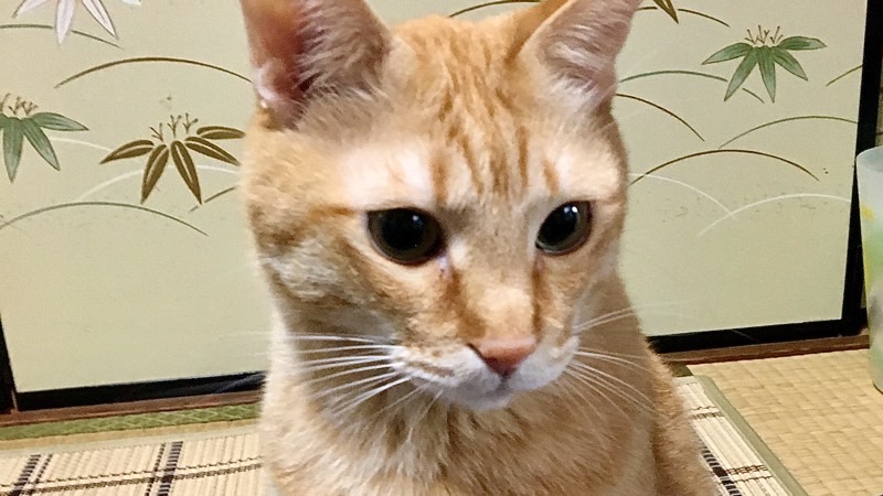 耳を前方に向けて興味を示す猫の横顔(集中・好奇心のサイン)