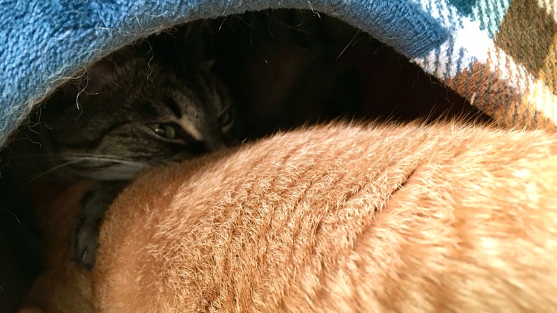 茶トラ猫が入っているベッドの中へ、グイグイ入って行くキジトラ猫