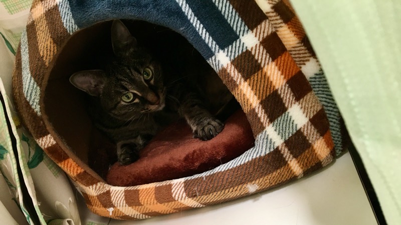 チェック柄の猫ベッドの中でリラックスしているキジトラ猫