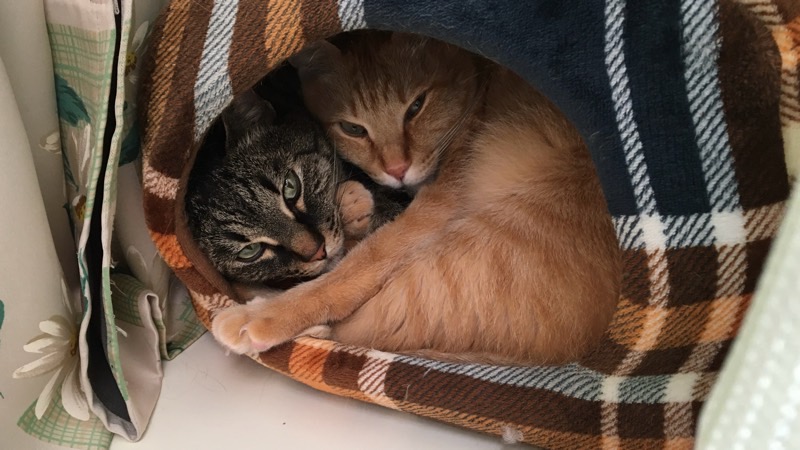 猫ベッドの中のトラ猫の上に乗りくつろぐキジトラ猫