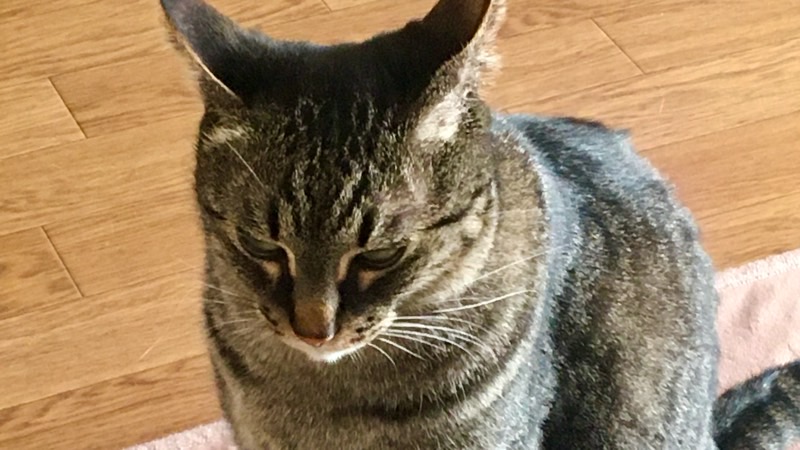 耳を後ろに倒して不快感を示すリク(不機嫌・ストレスのサイン)