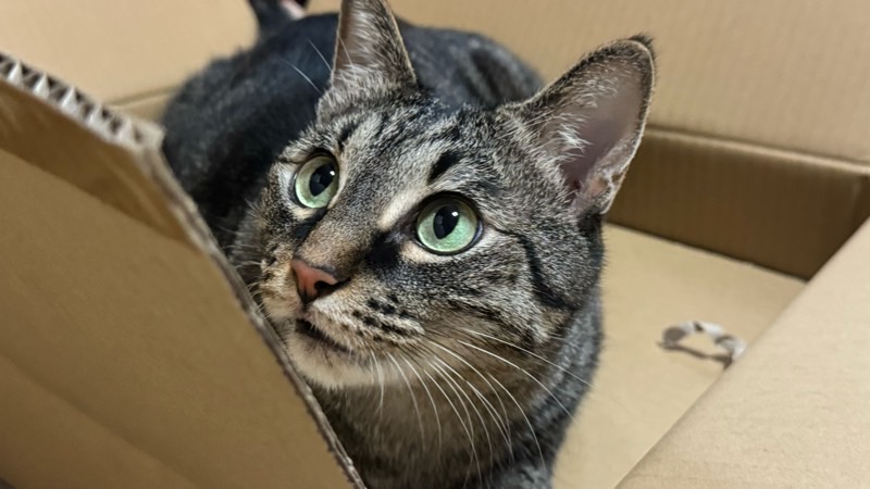 大きな段ボール箱に入って上を見上げるキジトラ猫