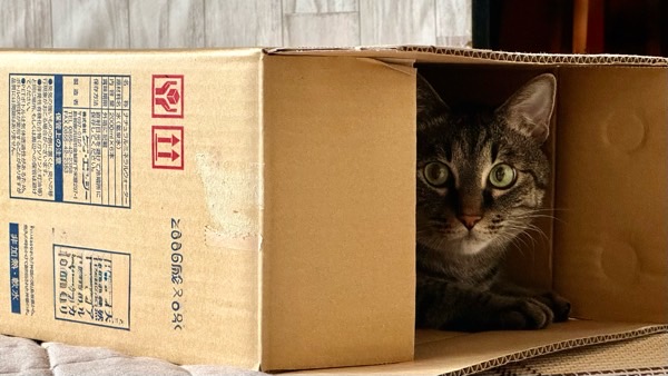段ボール箱の中に入り落ち着いた様子で外を見つめるキジ猫