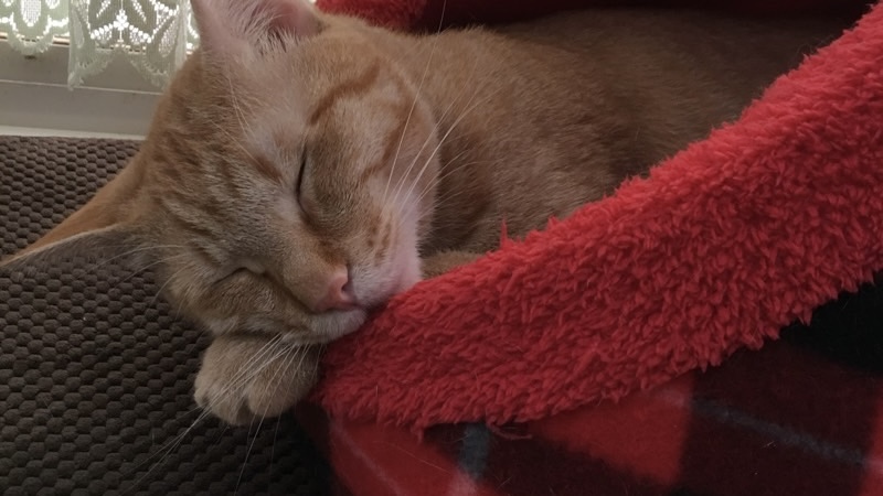 赤いベッドで気持ちよさそうに眠る茶トラ猫