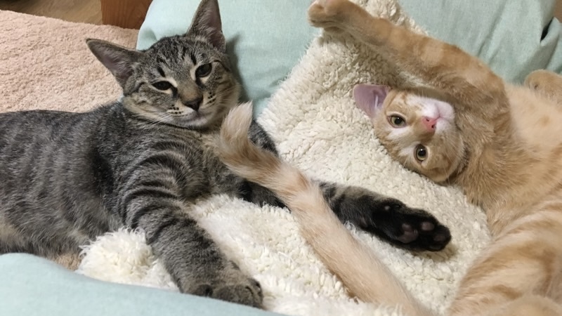 幼いソラとリクが仲良く寄り添って眠る様子