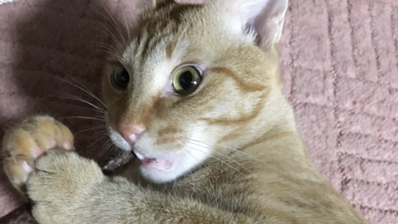 夢中でまたたびステックを噛んでいる茶トラ猫