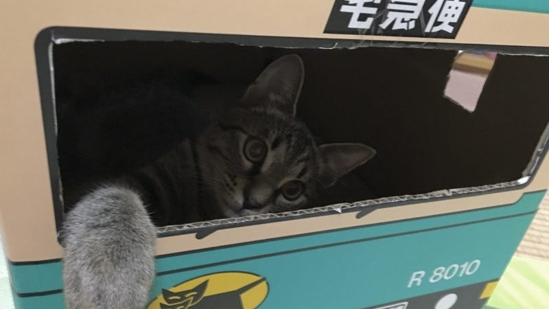 段ボール箱の中から顔と前足を出して何かを取ろうとしているキジトラ猫