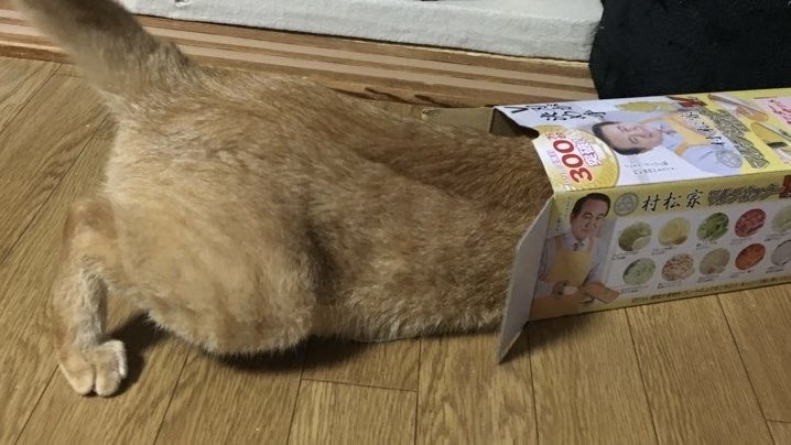 小さな箱に無理やり入ろうとしている茶トラ猫のお尻