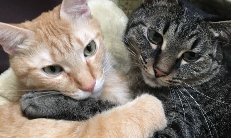 仲良く寄り添って抱き合う茶トラ猫とキジトラ猫