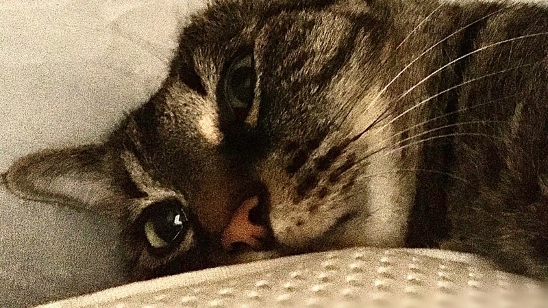 横になりながらこちらを見るキジトラ猫のアップ(リク)