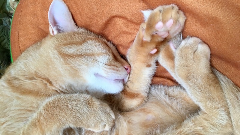 丸くなって眠る茶トラ猫(ソラ)