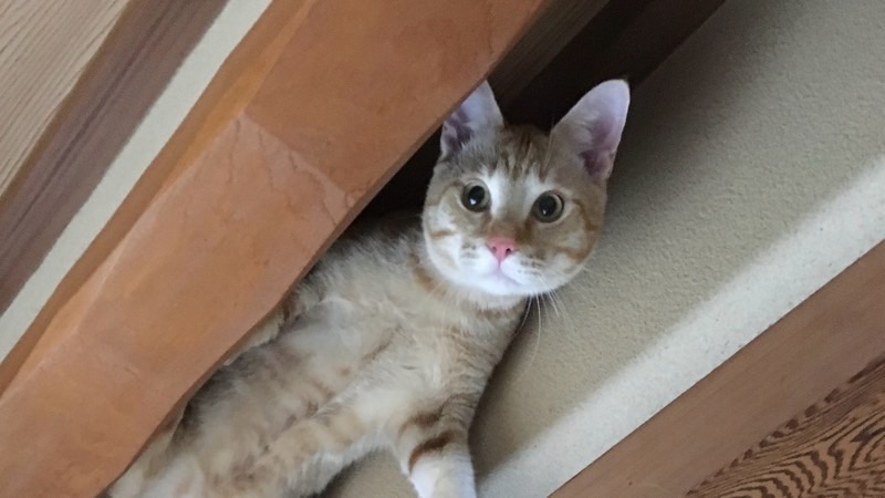 鴨居のすき間から顔を出す茶トラ猫(ソラ)