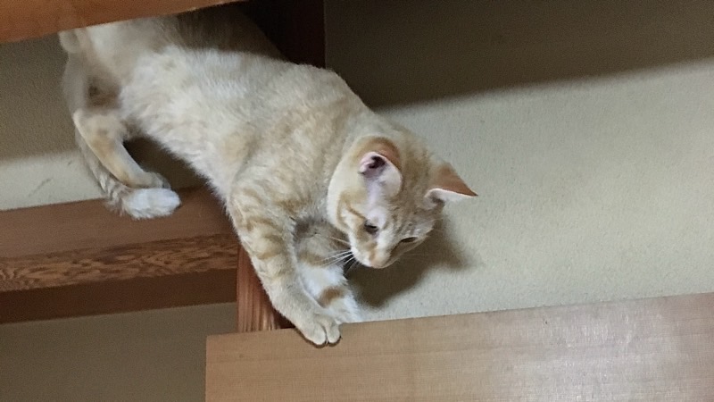 鴨居から身を乗り出す茶トラ猫(ソラ)