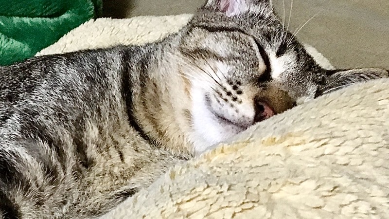 毛布に顔を寄せて眠るキジトラ猫(リク)