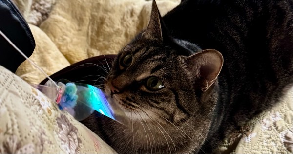 猫じゃらしを捕まえた猫