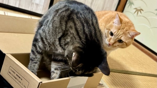 小さな箱に入ろうとするキジトラ猫を後ろから覗き込む茶トラ猫