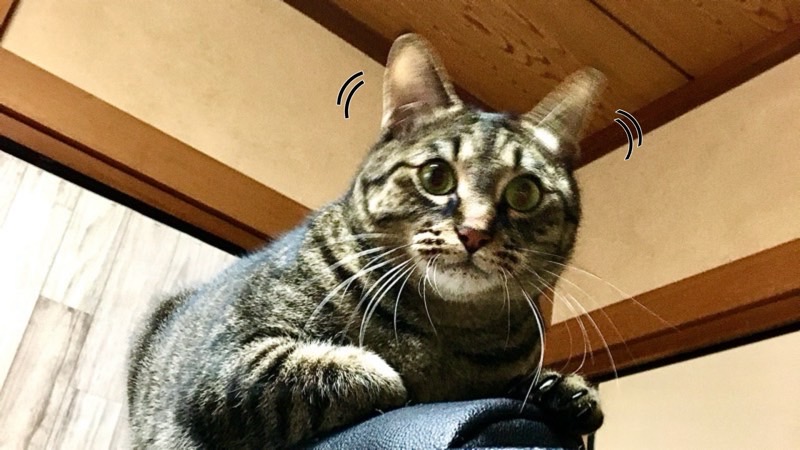 音に反応して耳を小さく動かす猫(周囲の音へ反応)