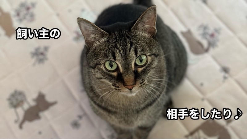飼い主を見上げるキジトラ猫(リク)