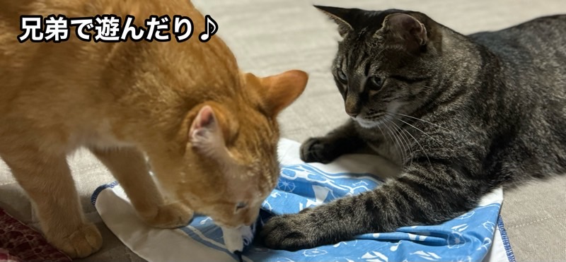 布を前足で押さえながら兄弟で遊ぶソラとリク