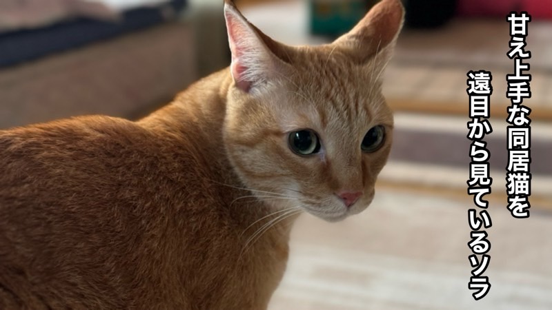 飼い主を見る穏やかな表情の猫