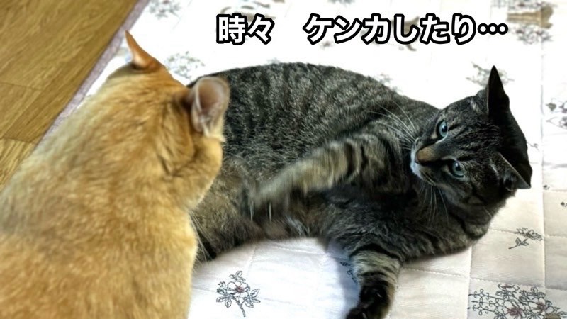 リクが遊びと喧嘩の違いを伝えているイラスト