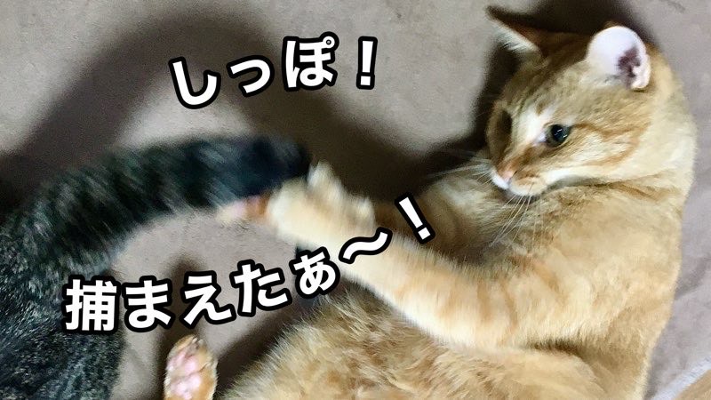 兄弟猫がじゃれ合い、尻尾を捕まえて遊んでいる茶トラ猫
