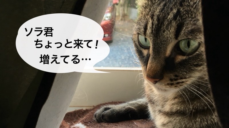 外の猫に気づいたキジトラ猫が「ソラ君 ちょっと来て!増えてる…」と呼びかけている様子。