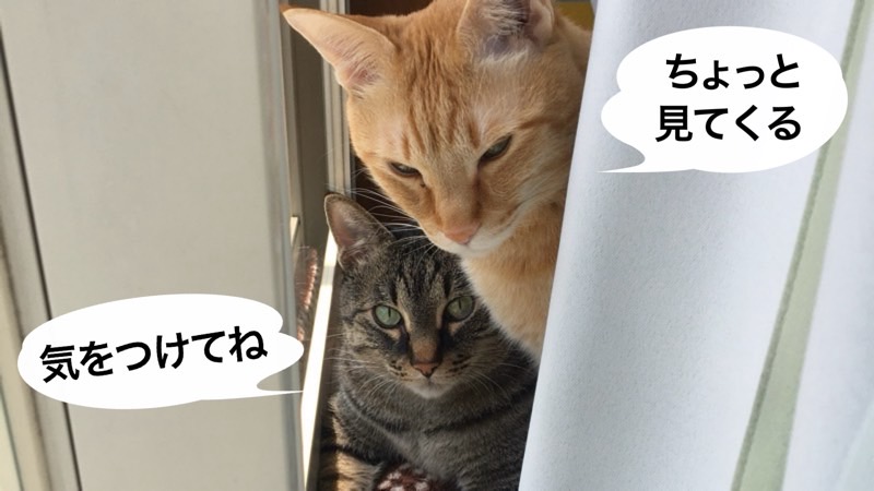 茶トラ猫とキジトラ猫が並んで外を眺める。吹き出しには「ちょっと見てくる」「気をつけてね」。