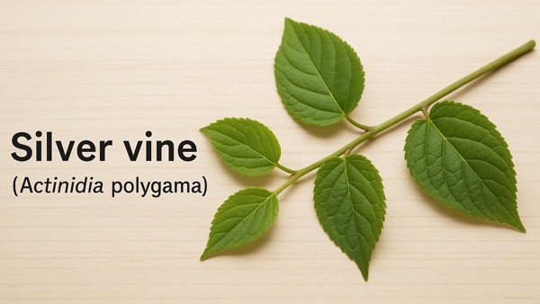 シルバーヴァインの枝葉を机に置いた植物標本