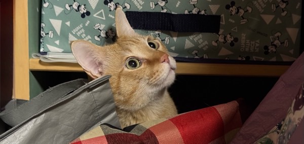 押入れの中の棚の隙間から顔を出し、こちらを見上げる茶トラ猫