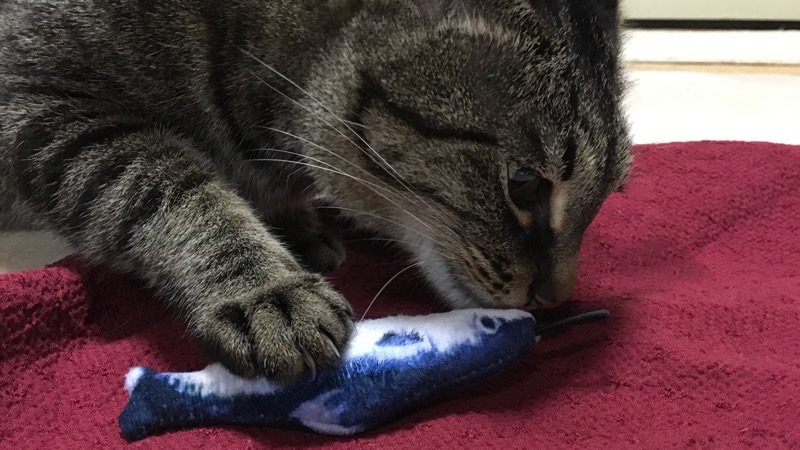 赤い敷物の上で魚型のおもちゃの匂いを熱心に嗅ぐ猫