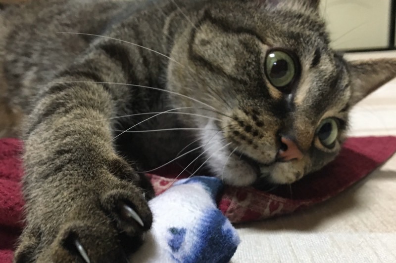 またたびの香りのおもちゃで夢中になって遊ぶリク(興奮・遊びのサイン)