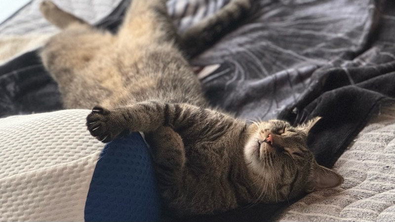 ベッドの上で仰向けになり、気持ちよさそうに眠るキジトラ猫