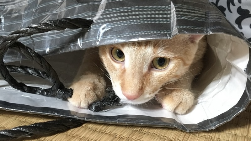 紙袋の中に入り込んで顔を覗かせる茶トラ猫