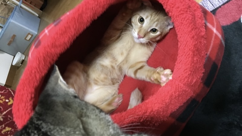 赤いベッドの中でお腹を見せて遊ぶように寝転がる茶トラ猫と、覗き込むキジトラ猫