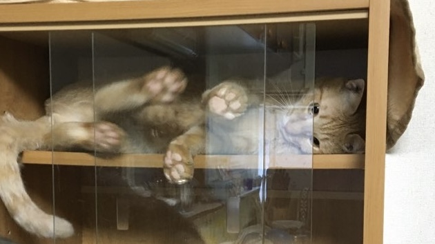 食器棚のガラス戸の中でくつろぎながら寝転ぶ茶トラ猫