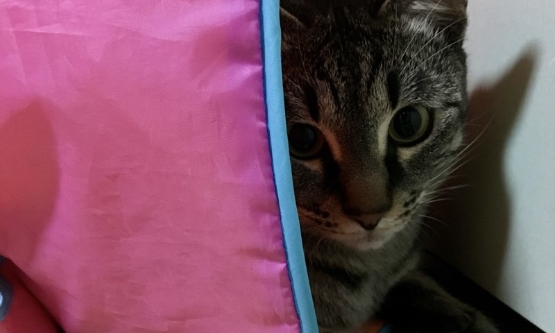 ピンク色のトンネルの影からじっとこちらを見つめるキジトラ猫