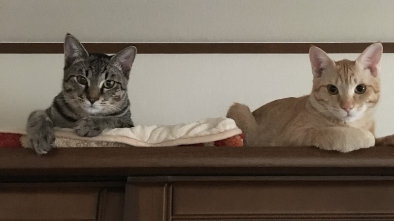 棚の上で並んでくつろぐキジトラ猫と茶トラ猫