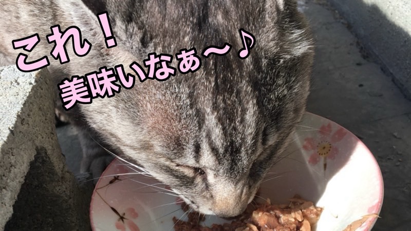 灰色の猫が美味しそうにウェットフードを食べている様子。テキスト「これ!美味いなぁ〜♪」。