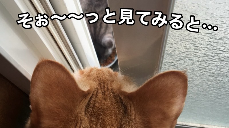 茶トラ猫がそっと窓の隙間から外を覗き込む後ろ姿。テキスト「そぉ〜〜っと見てみると…」。