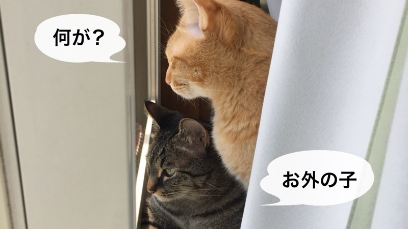 窓から外を覗くキジトラ猫と茶トラ猫。「何が?」と「お外の子」と会話しているような吹き出し入り。