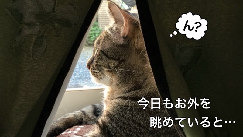 カーテンの隙間から外をじっと見つめるキジトラ猫。吹き出しに「ん?」、テキストに「今日もお外を眺めていると…」。